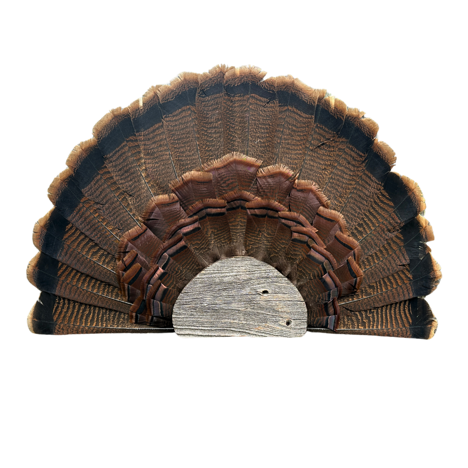 Barn Wood Turkey Fan Plaque Mount