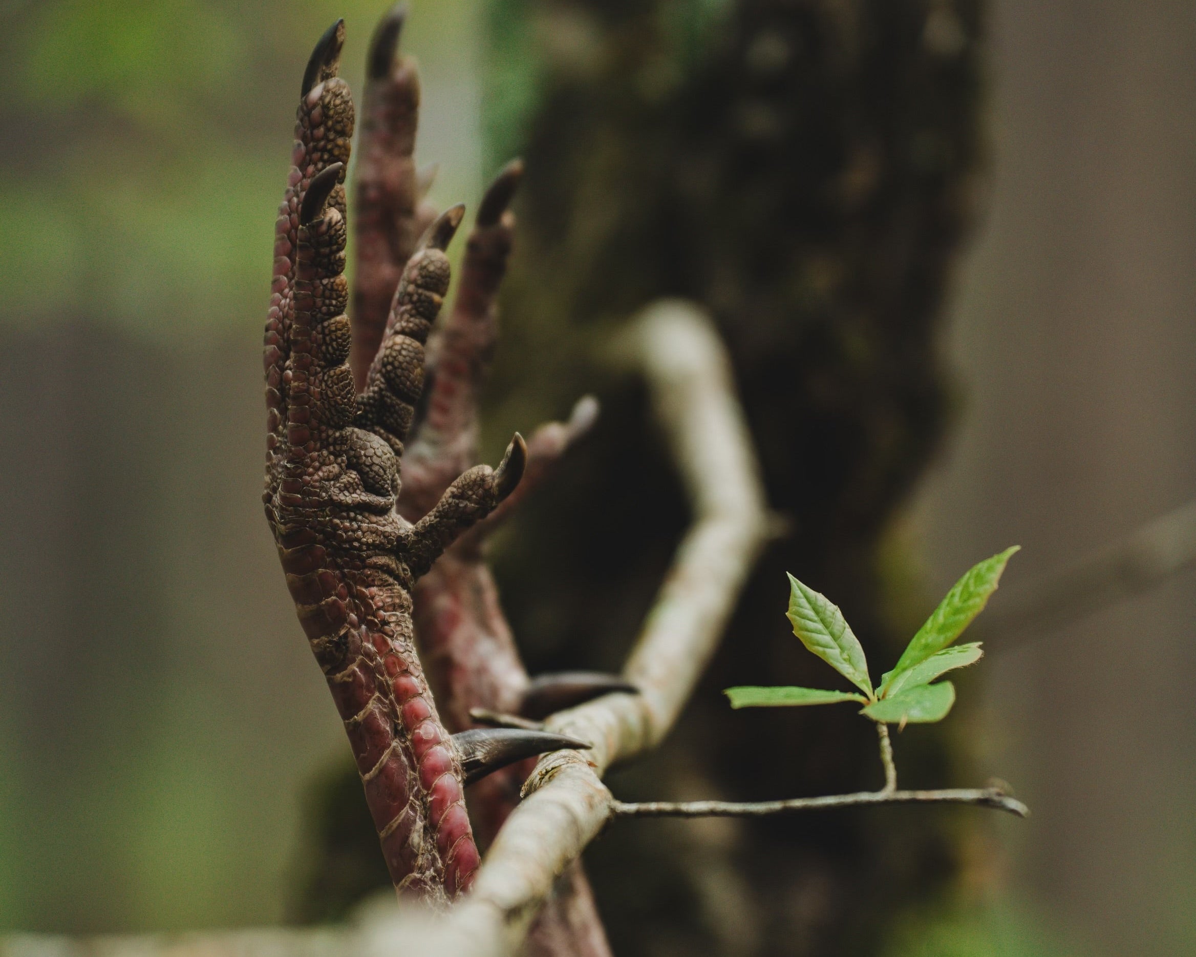 What Makes a Good Turkey Season?
